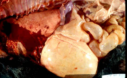 internal organs lamb pneumonia